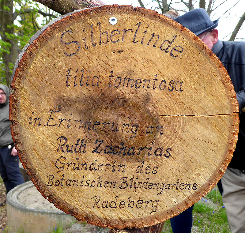 Schild Silberlinde