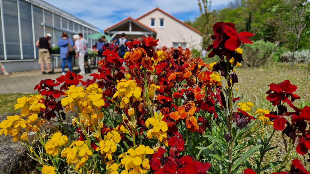 Tag der offenen Tür 24 - Blüten